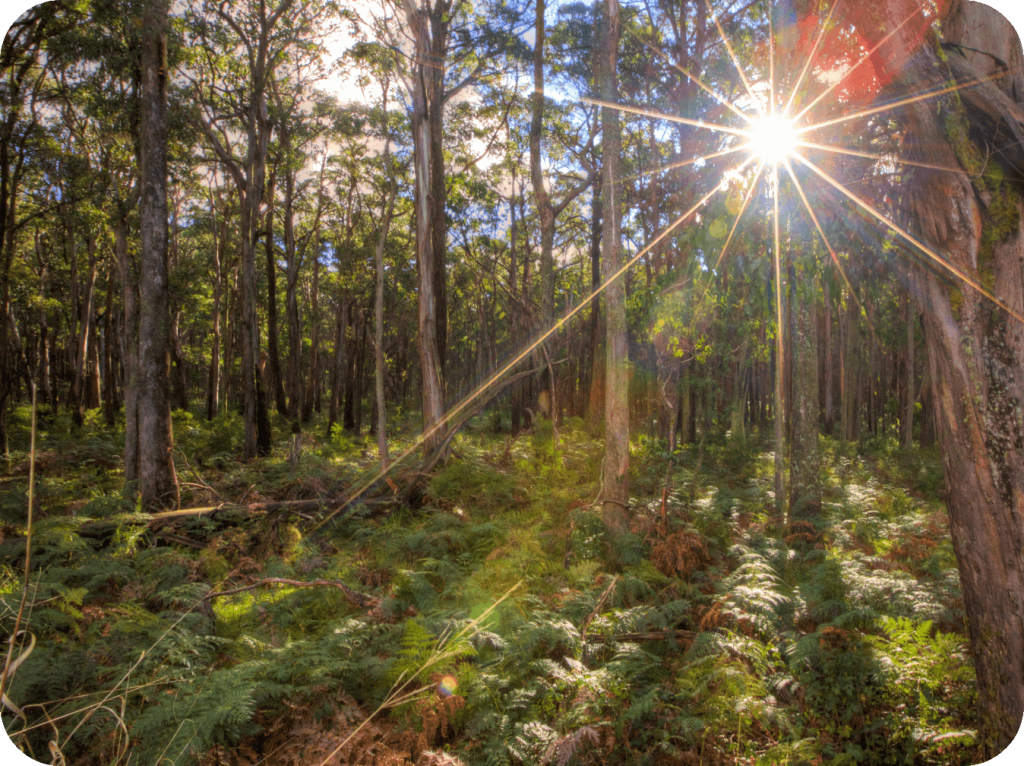 GoGreen - Bush regeneration