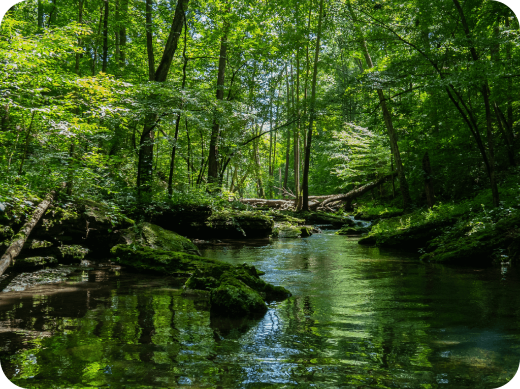 GoGreen - Rainforest rescue